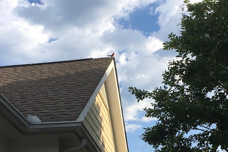 Up on the roof. A brilliant red cardinal serenades us while we have our morning coffee on the patio.