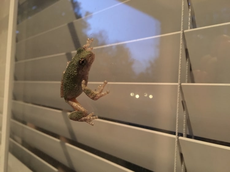 Froggy hanging out on the dining room window.