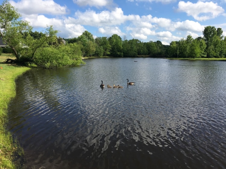 Geese on the neighborhood pond.