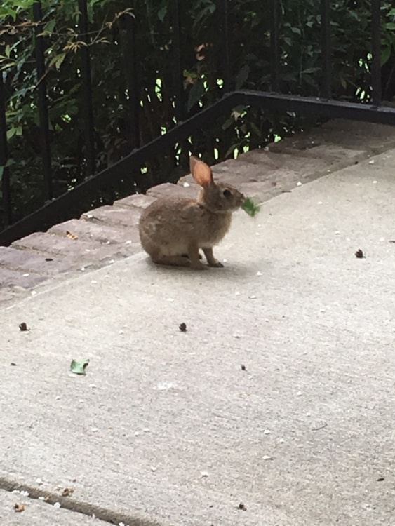 Mr. Bun having a snack on the front porch.