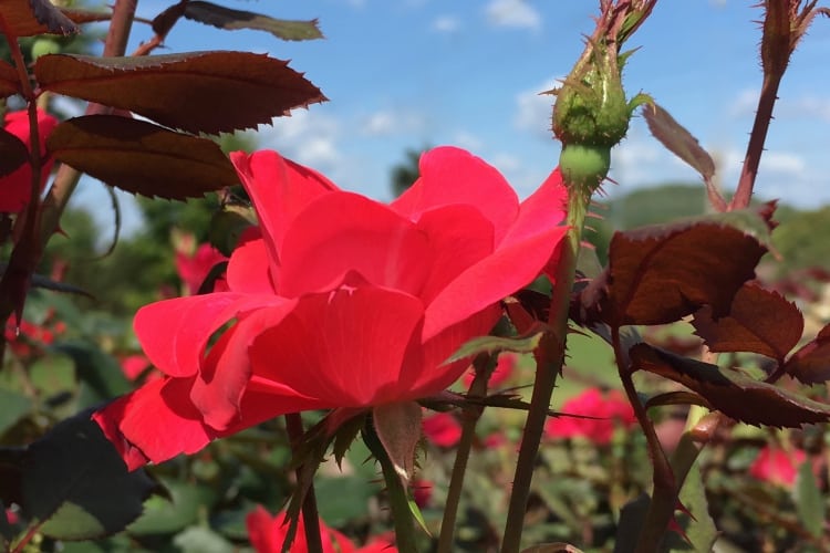 Gorgeous knock-rose bloom outside Roy's house.